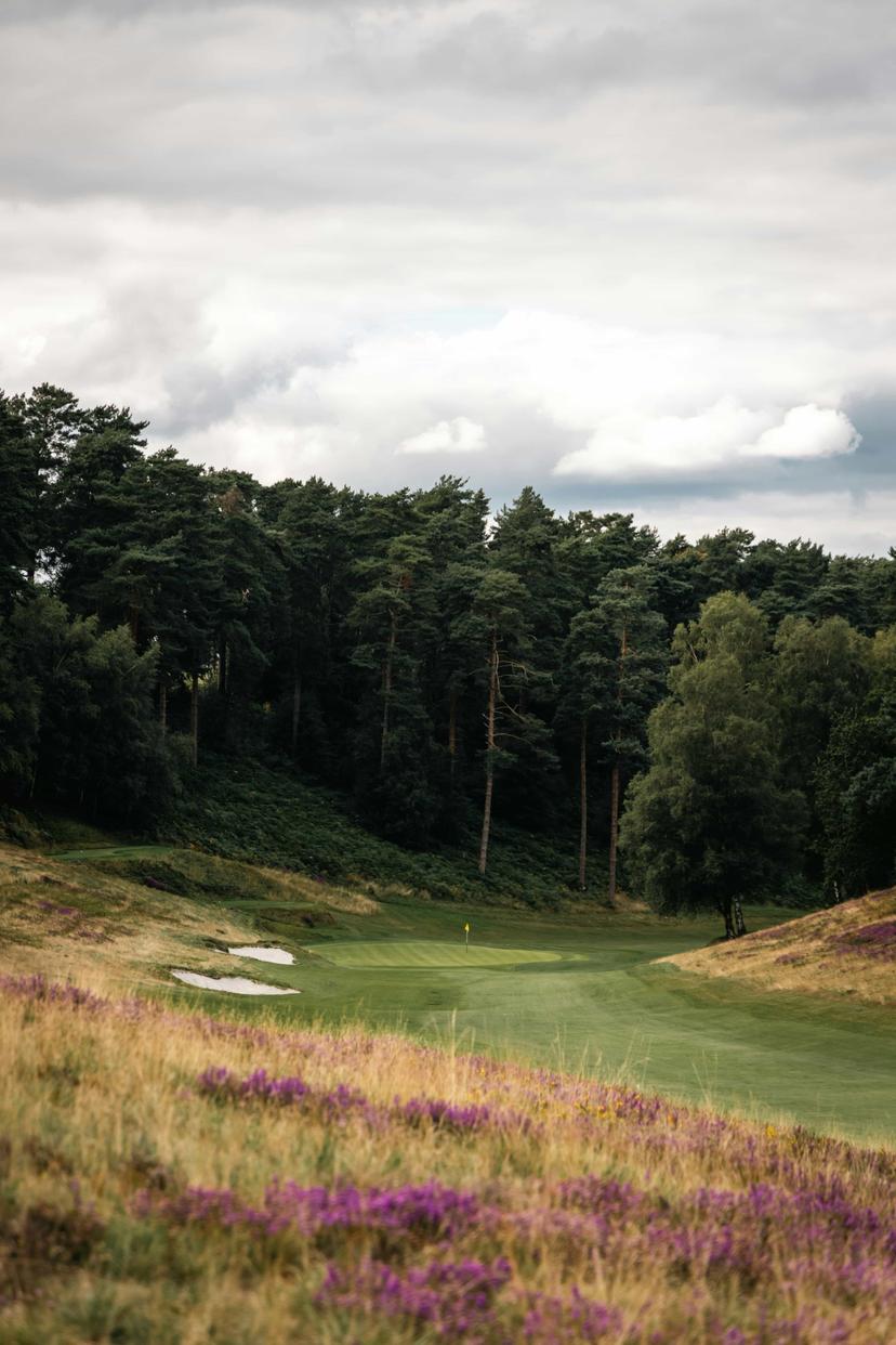 Tło - pole golfowe